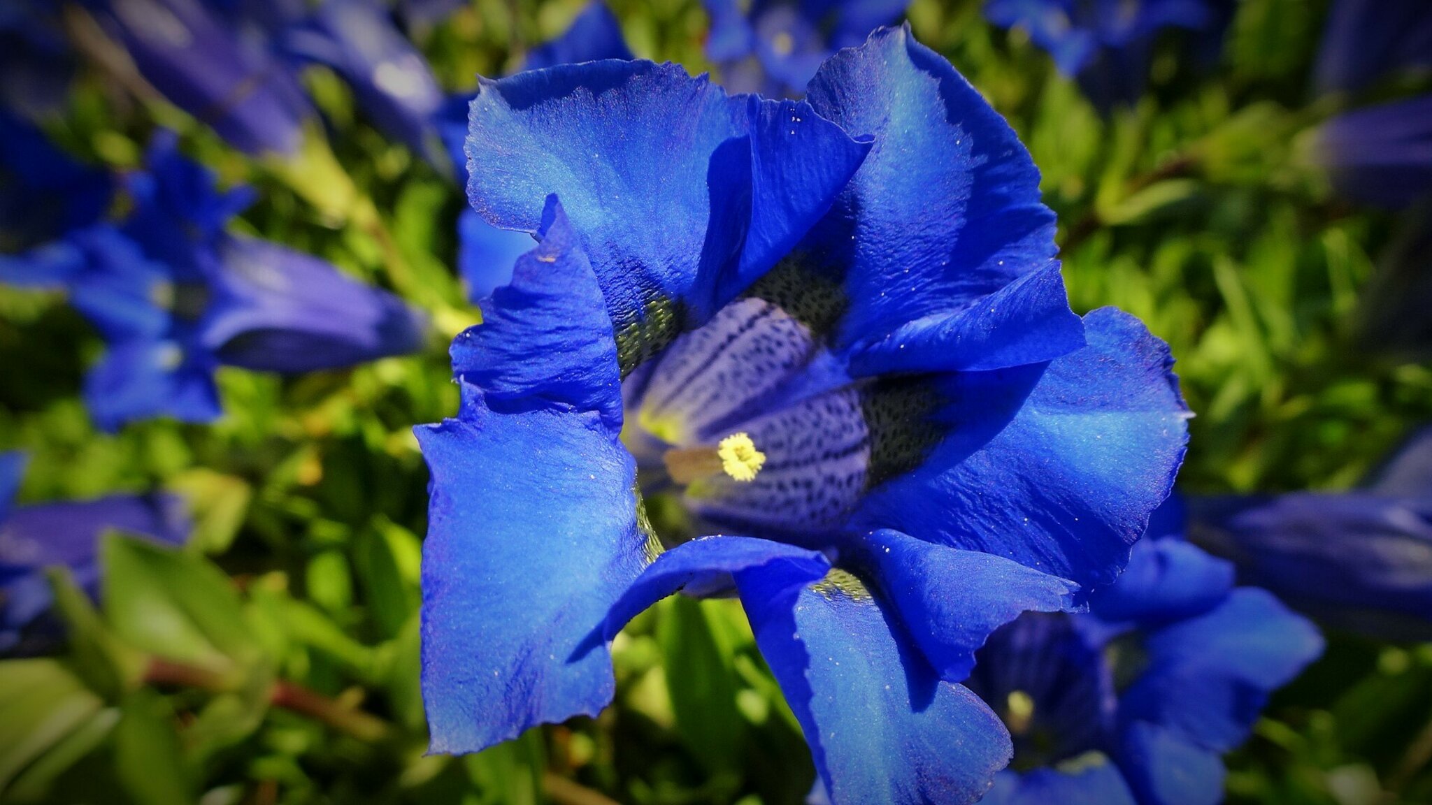 Wunder der Natur Enziangewächse Das Symbol der Treue, der tiefblaue