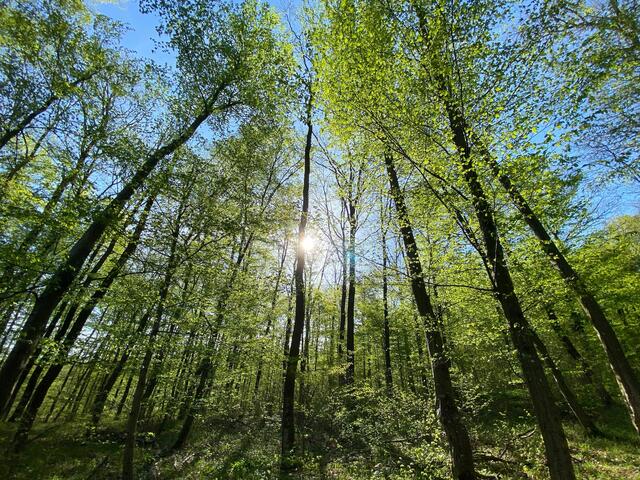 Im Wald bei Mödling. | Foto: Markus Jerko