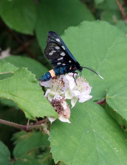 ...nascht an der Brombeerblüte!