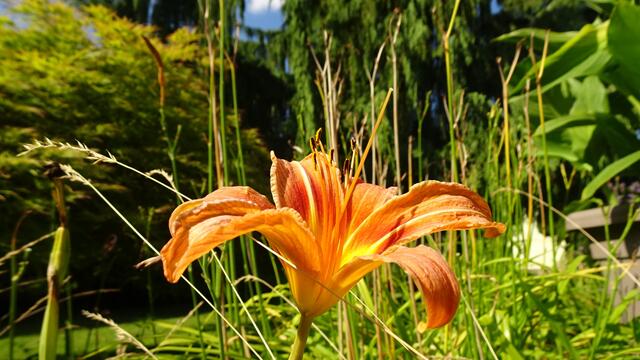 An den Stängeln im Hintergrund sind die heuer geringeren, nur einachsigen Verzweigungen deutlich erkennbar. ... | Foto: © Silvia Plischek