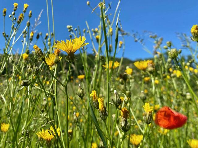Blumenwiese Breitenfurt. | Foto: Markus Jerko