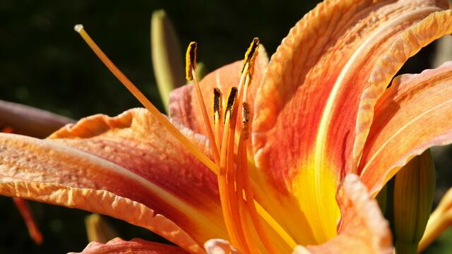 Foto: © Silvia Plischek