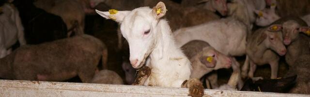 Tierhaltungsverbot für St. Pöltner Skandalmastbetrieb ... | Foto: vgt.at