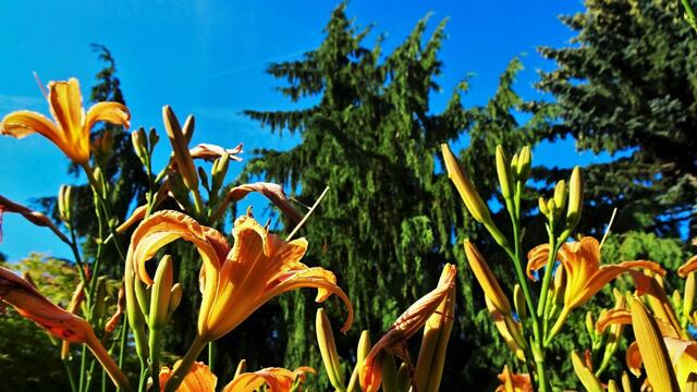 Zum Vergleich - Taglilien vom Vorjahr (Aufnahme Juni 2022). Im Bild sieht man deutlich die mehrfachen Verzweigungen an den Stängeln.
 | Foto: © Silvia Plischek