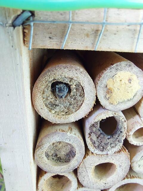 Hatte einen"Bienenwechsel" in meinem Hotel - zuerst waren es fast nur Rote Mauerbienen und seit gestern summen da andere.
Aber hauptsache genutzt wirds!