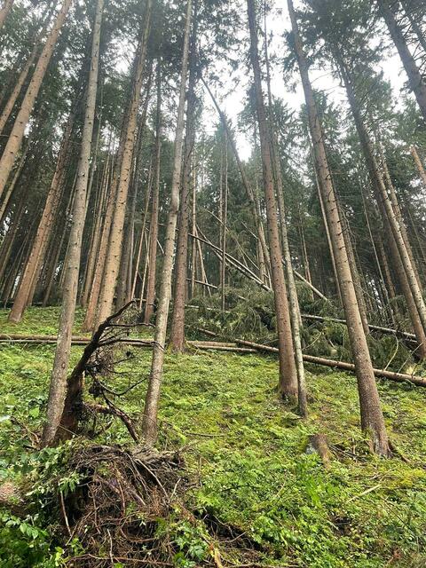 Die Gemeinde warnt die Bevölkerung beim Spazieren durch die Wälder sehr vorsichtig zu sein. Abgebrochene Äste und Bäume könnten herabfallen. | Foto: Symbolbild/FF Volders