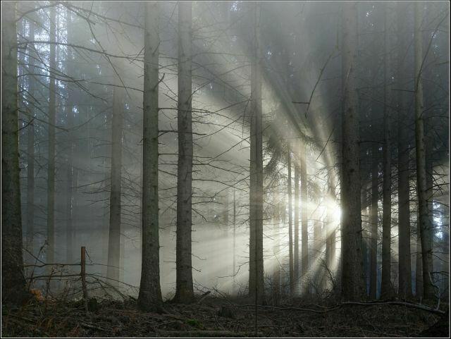 "Morgenwald" bei Thürmannsdorf. | Foto: Erich Stiglitz