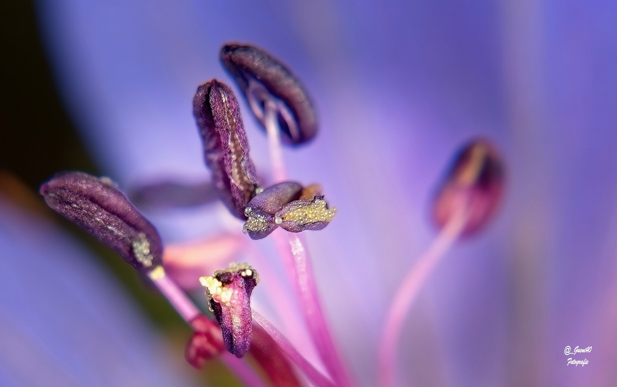 durch unsere schöne Natur.........: Das Innenleben des Wiesen ...