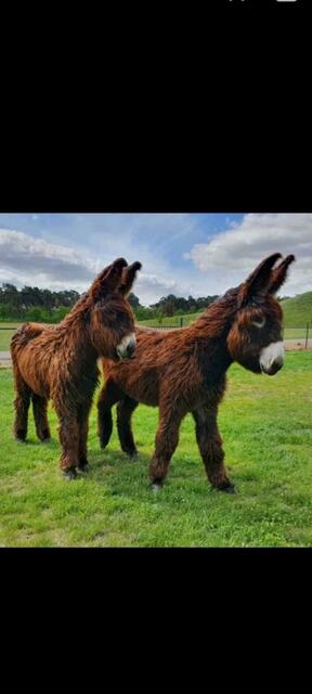 Zuchtesel "Zorro" ist spurlos verschwunden. | Foto: Privat