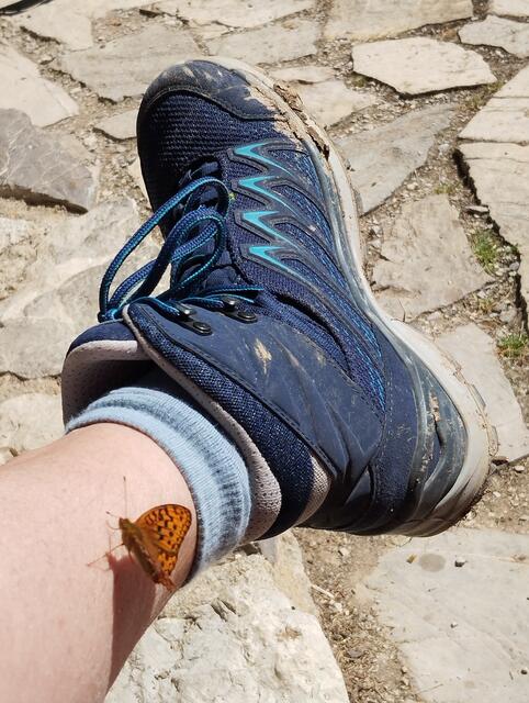 Geflügelter Mitgeher 