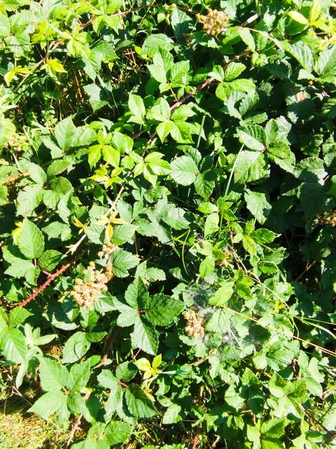 Brombeeren müssen noch reifen