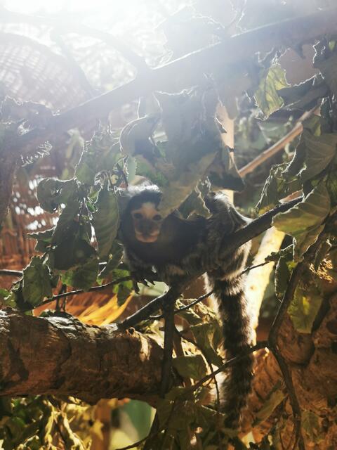 Foto: Tierschutz Austria