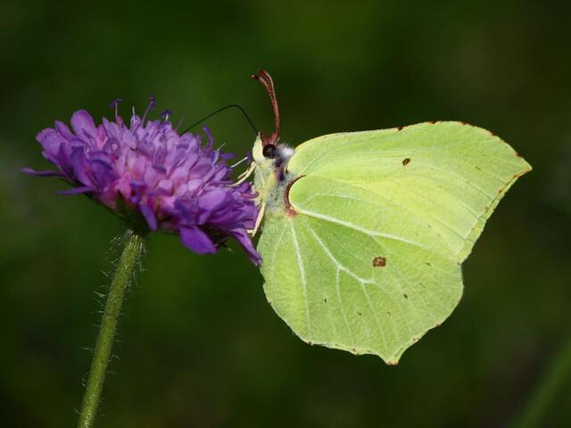 Der Zitronenfalter gehört zu jenen Tagfaltern, die als Falter überwintern. | Foto: Foto: naturbeobachtung.at/Hermann Fleischanderl
