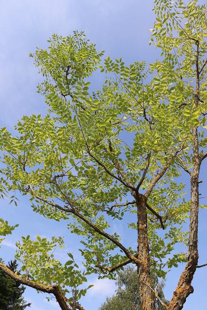 Zehn bis 15 Jahre dürfte der jetzt beim Kreisverkehr gepflanzte Geweihbaum sein. Sein neuer Standort ist zwischen Unimarkt und Seniorenresidenz Waldhof. | Foto: Edith Ertl