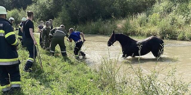 Das Pferd konnte sich nicht mehr selbstständig ans Ufer retten. | Foto: Freiwillige Feuerwehr Gurk