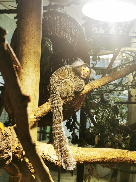 Foto: Tierschutz Austria