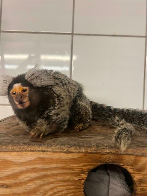 Foto: Tierschutz Austria