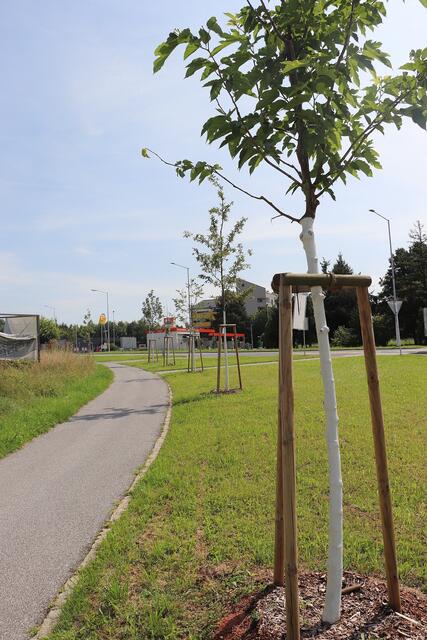 Die Wege rund um den Kreisverkehr wurden durch die Pflanzung der Zukunftsbäume zu einem interessanten botanischen Rundgang. | Foto: Edith Ertl
