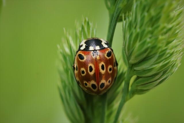 Augen- Marienkäferl.