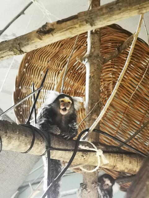 Foto: Tierschutz Austria