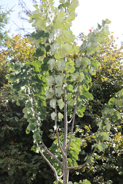Tilia tomentosa Szeleste (ungarische Silberlinde) dreht bei Hitze die Blattunterseite nach oben und sorgt damit für die eigene Temperaturregulierung.
| Foto: Edith Ertl