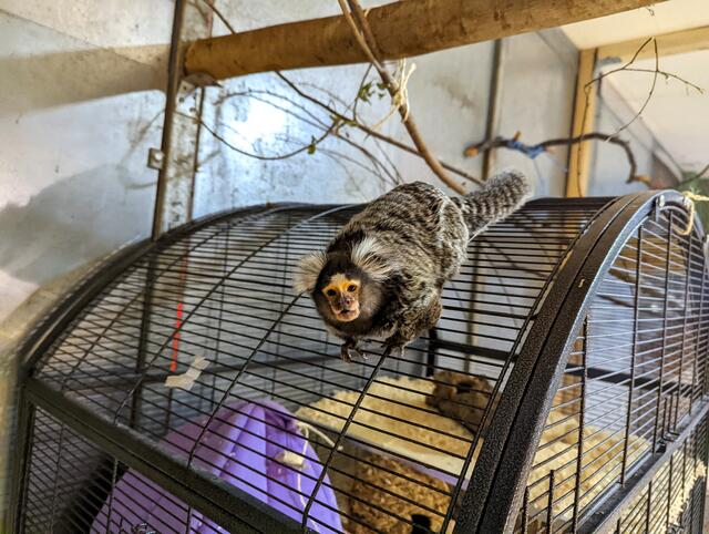 Foto: Tierschutz Austria
