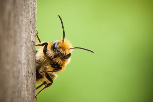 „Tagebuch einer Biene“  - Bienen als kleine Superhelden | Foto: adobe.stock/Joost