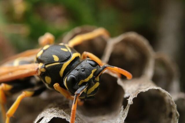 Ungeliebtes Insekt im Sommer: die Wespe. | Foto: Pixabay/Alexan750Der (Symbolbild)