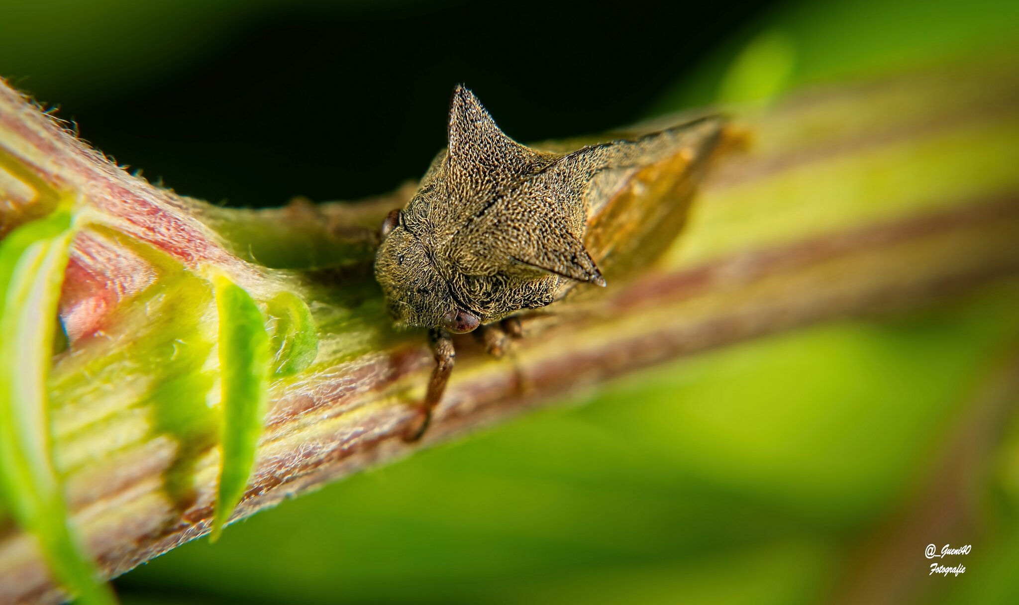 durch unsere schöne Natur.........: Die Dornzikade (Centrotus cornutus ...