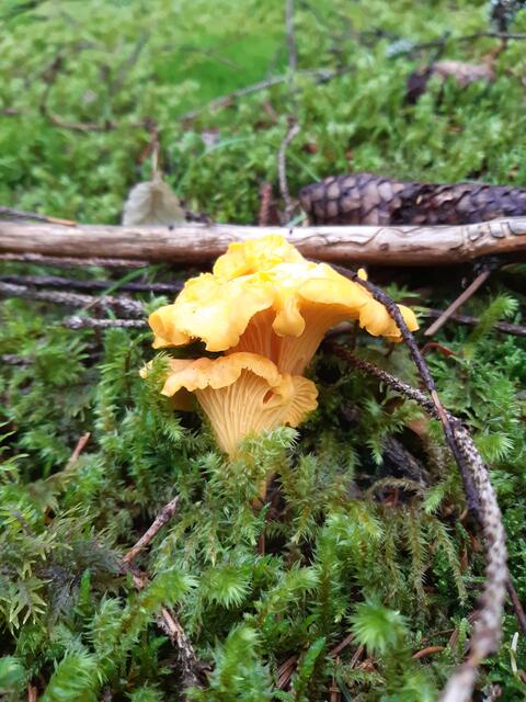 Bei einem Tagesausflug in die Stmk am grünen See auch ein paar Eierschwammerl gesichtet und mit nach Hause genommen. Schmecken echt lecker 😋  | Foto: Christian Szauer