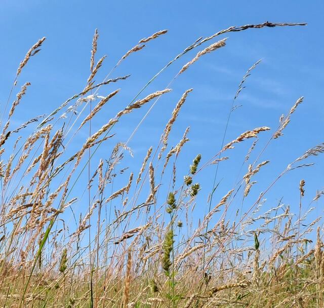 Ein Tal, ein Berghang, ein Gehölz. Rühre nichts an, 
keinen Stein, hörst du! 
Zerstöre nichts, 
keinen Grashalm, keinen Baum. 
Lass die Sandkörner an ihrem Platz und die Berge. 
Alles hat seinen Geist. 
Was willst du verändern, 
was könntest du besser machen? 
Ganz von selbst 
erhebt sich Abendwind 
und schließt die Blüten.
(Unbekannt) | Foto: Monika Petanovitsch 