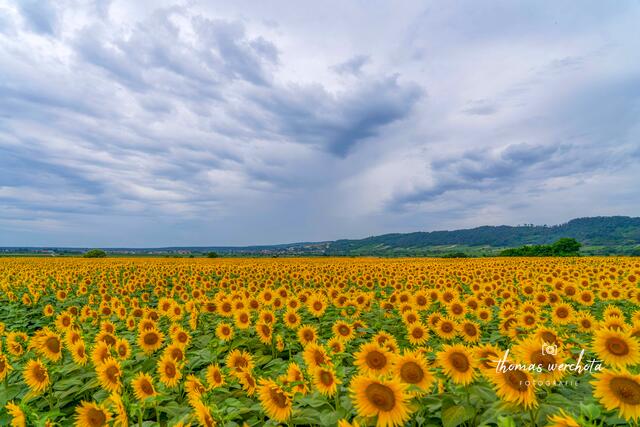 Was für ein Drama im Himmel zu dem Sonnenblumenfeld Richtung Donnerskirchen fotografiert.

Heute Morgen, als ich von zu Hause Richtung Purbach/Donnerskirchen gefahren bin, dachte ich mir schon, heute musst du ein wenig schneller fotografieren, denn es war Regen angesagt.

Voila - Hier ein Blick auf Donnerskirchen und die wohl mehr als Hundert Tausende Sonnenblumen in ihrer Pracht! | Foto: Thomas Werchota