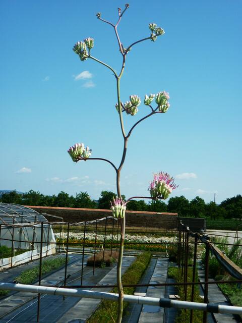 Diese Agave blüht in der Benary Gärtnerei in Kittsee mit einer beeindruckenden Höhe von 3,10 Meter. | Foto: Heribert Hauk