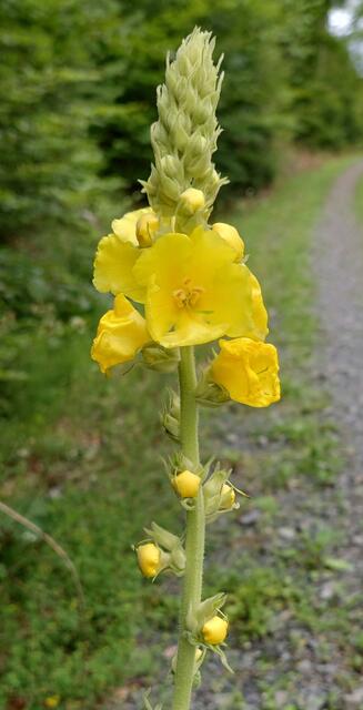 KÖNIGSKERZE
Wollblume

Verbascum densiflorum Bertol.

Viele Heilpflanzen haben das Potenzial die verschiedenen Symptome des Hustens zielgerichtet zu behandeln. Die Königskerze besitzt die Fähigkeit, sowohl gereizte Schleimhaut zu beruhigen, als auch den bei entzündlichen Prozessen gebildeten Schleim besser abzutransportieren.

Im Mittelpunkt steht dabei nicht nur eine Art von Verbascum. Gefragt sind Arten mit großen Blütenblättern, da die von Hand gepflückten Blüten bei dieser aufwändigen Arbeit etwas schneller geerntet werden können. Daher findet man neben der Großblumigen oder Großblütigen Königskerze (Verbascum densiflorum) auch die Gemeine Königskerze (Verbascum phlomoides) und überraschenderweise auch die Kleinblütige Königskerze (Verbascum thapsus).

Die Namen leiten sich aus dem Latein ab; barbascum hat das Wort barba = Bart in sich. Das Wort densiflorum sagt etwas zum dichtblütigen Blütenstand aus – densus = dicht. Für die deutsche Bezeichnung der Königskerze gibt es auch eine Erklärung, die griffig erscheint; die Pflanze wurde früher mit Teer oder Pech bestrichen und als Fackel verwendet. 
Quelle: http://heilpflanzenwissen.at/pflanzen/koenigskerze/