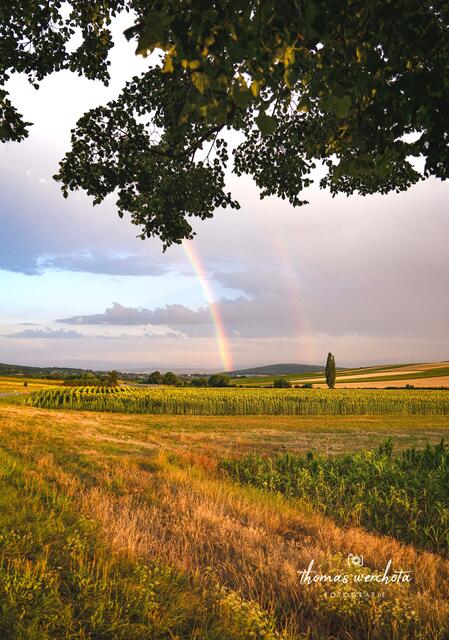 21.7.2023 - Auf der Heimfahrt nach Großhöflein, nachdem ich den Sonnenuntergang, mit den so wunderschönen Sonnenblumenfeldern kurz vor Hornstein fotografiert hatte.

Dann dieser Ausblick, die nächste Parkmöglichkeit aufgesucht, sich mit Blick auf Müllendorf zu den Bäumen hingestellt und einfach abgedrückt und vor Allem - den Ausblick nicht nur mit der Kamera genossen, sondern auch mit dem Auge!!!

Fotografieren ist die eine Sache, sich jedoch das Bild das dir geboten wird mit allen Sinnen zu verinnerlichen, die Natur, der Einklang, die Farben des doppelten Regenbogens, die Stimmung und der zarte Regenguss, machten diese Aufnahme zu einem wahren Erlebnis bei uns im Burgenland! | Foto: Thomas Werchota