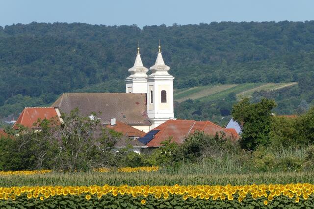 Die Pfarrkirche von Winden am See zeigt sich strahlend im Sommerkleid. | Foto: Ferdinand Mader