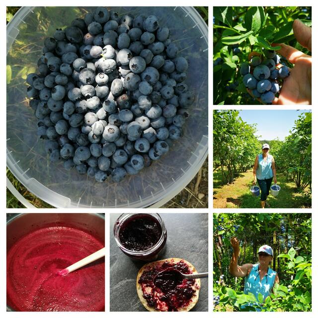 Heidelbeeren: Lecker, kalorienarm und gesund
