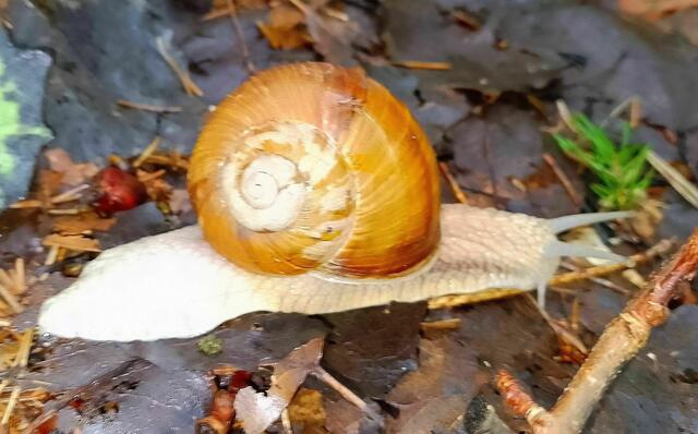 Der Sommer und die damit verbundene Hitze machen vielen Menschen Probleme. Da wäre es natürlich vernünftig, das Leben etwas langsamer anzugehen, so wie die Schnecke auf dem Bild.
