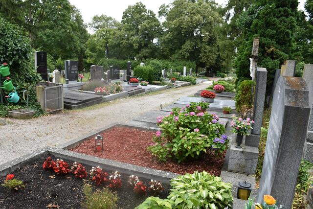 Friedhof Hollabrunn mit schönem Altbaumbestand. | Foto: Alexandra Goll