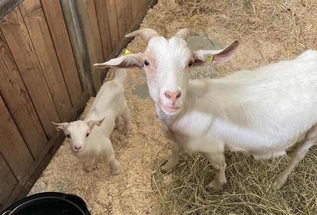 Das kleine Zicklein und seine Mutter werden im Tierschutzhaus versorgt und sind wohlauf.  | Foto: Tierschutz Austria