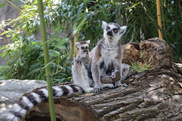 Die lustigen Kattas bestehen aus Endy, Weeky, Isalo und Sabatra. | Foto: Zoo Linz