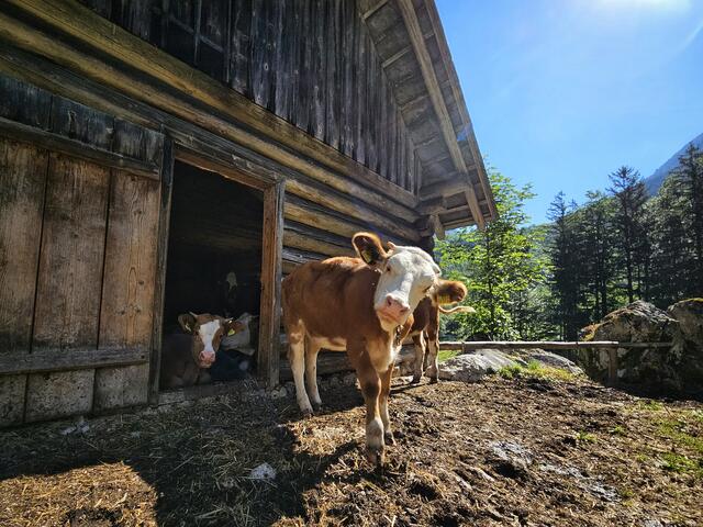 Kuh guckt neugierig, nahe dem Hochkogel bei Ebensee | Foto: Christian Hahn