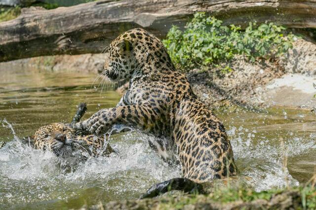 Die Jaguarschwestern Maira und Morena spielen im Wasser. | Foto: Rainbow Eyes Photography 