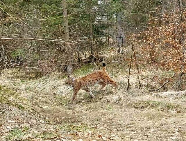 Ein im Frühjahr in Italien ausgesetztes Luchsweibchen hat die Steiermark erreicht. | Foto: Steirische Jagd/Katja Plohl