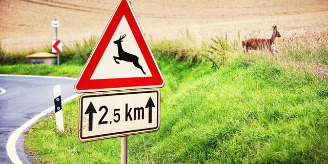 Vorsicht für alle Verkehrsteilnehmer: Eine Rehfamilie ist in Klagenfurt unterwegs. (Symbolfoto) | Foto: stock.adobe.com/at/Ingo Bartussek
