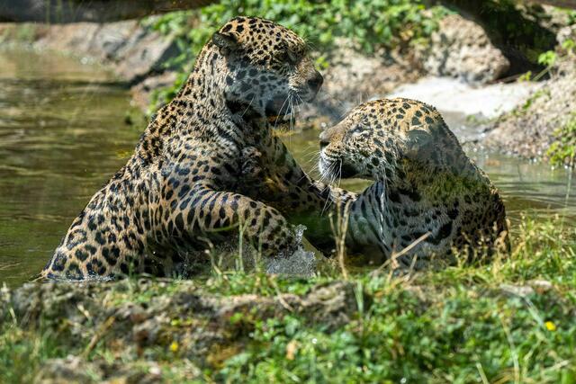 Die Jaguarschwestern Maira und Morena im Zoo Salzburg. | Foto: Rainbow Eyes Photography 