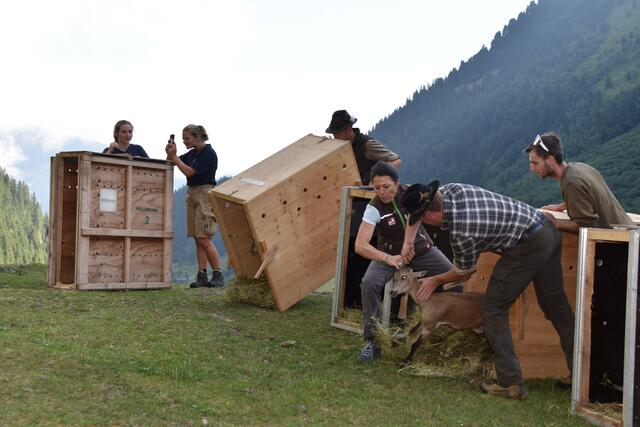 Für die Auswilderung fehlte der offizielle Bescheid. | Foto: Kainz