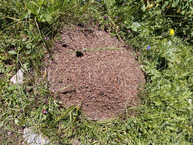 Fleißige Ameisen am Bauen