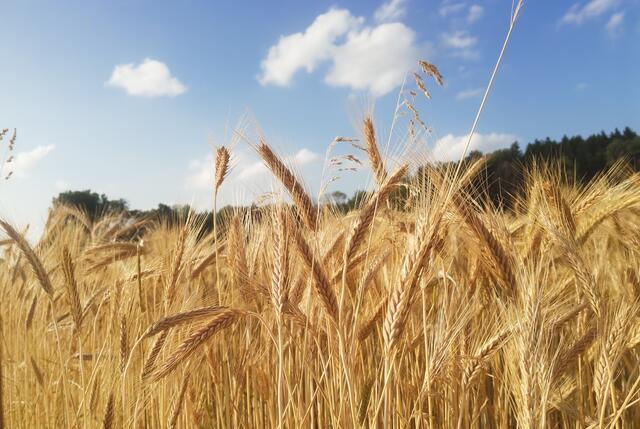 ...unser tägliches Brot