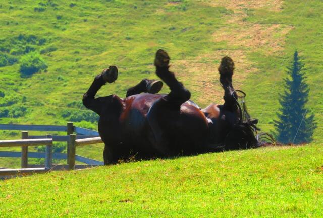 Pure Lebensfreude zeigt uns dieses Pferd am Dreiländereck.